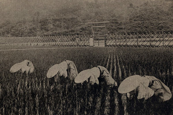 大嘗祭の主基斎田