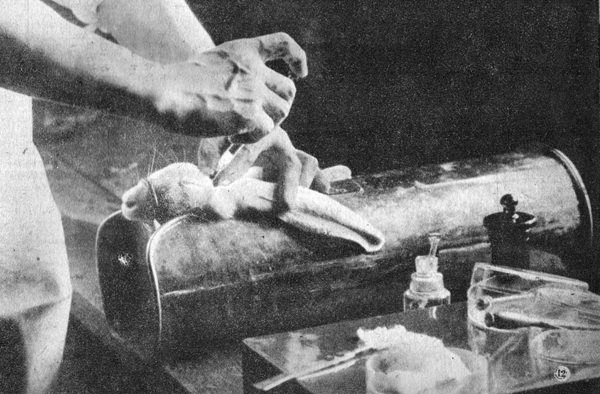 ウサギを使った狂犬病ワクチンの製造