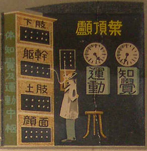 人間機械論・頭頂葉