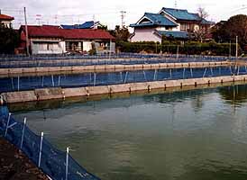 弥富町・金魚の養殖池